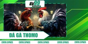 Đá Gà Thomo